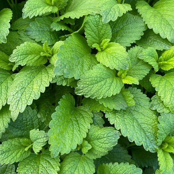 Why Peppermint Essential Oil Is a Skincare and Wellness Essential