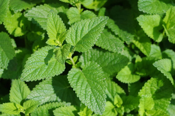 Peppermint Essential Oil